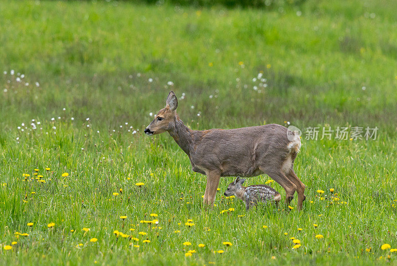 有小鹿的母鹿(Capreolus Capreolus)